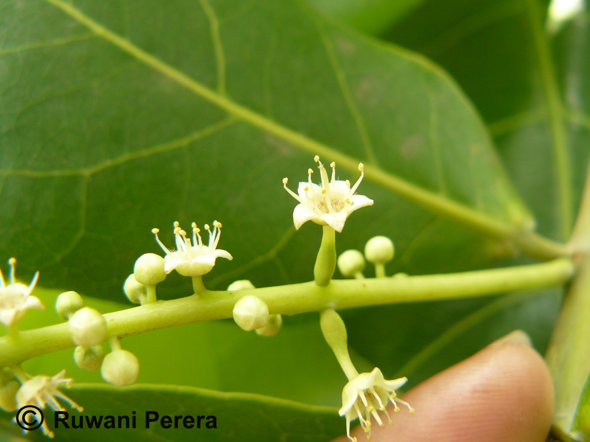 Terminalia catappa L.